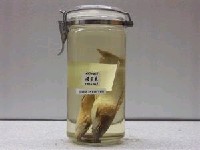 藏品(鬍鯰(塘虱魚))的圖片